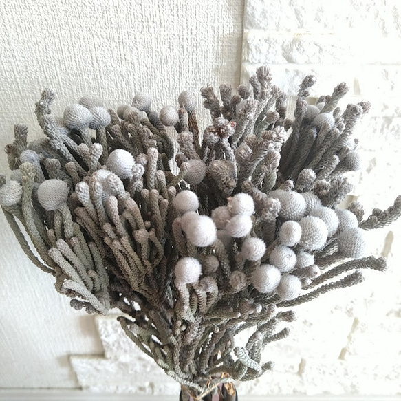 単品シリーズ《ドライフラワー・シルバーブルニア》1本のみ ドライ