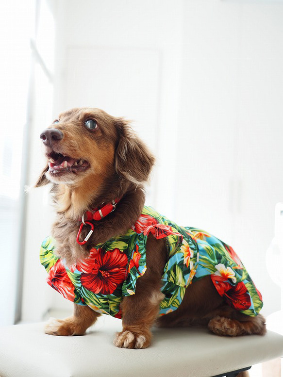 昭和レトロチックな「あそび着」青色 犬服ハンドメイド 犬の洋服 ∞TuTu∞