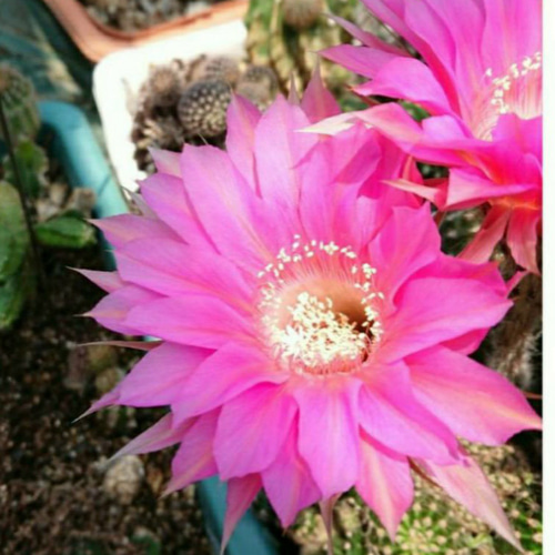 サボテン マリーパトリシア 開花球 幅約5㎝ 濃いピンクと薄いピンク