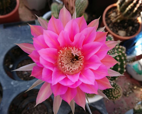 ピンクローズ  オリーブの木　マウリーノ＋アザパ　※引取限定 ザ・ミル・オン・ザ・フロス 鉢苗 - The Mill on the Floss