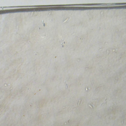 モレッティ　フュージング用板ガラス54　3種3枚とカット棒ガラス 11枚目の画像