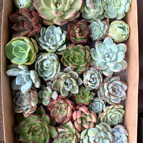 売却済み3/6ピンクムーン(カット苗) 売却済み3/6ピンクムーン(カット苗) 夏期間限定✳︎ 多肉植物カット苗