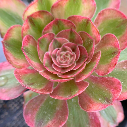 383.多肉植物 寄せ植え アエオニウム属 ハロウィン白斑錦 大 超