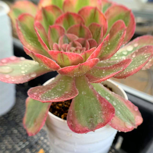 383.多肉植物 寄せ植え アエオニウム属 ハロウィン白斑錦 大 超美苗