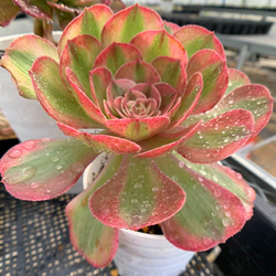 アエオニウム・アリス斑入り（大） da414d0cf1e04da4337e59fe436755