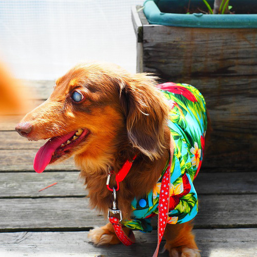 犬服 ダックスちゃんのかわいいアロハ柄のシャツ ペット服