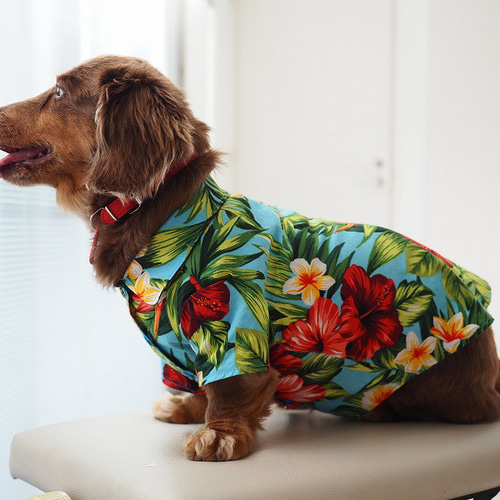 犬服 ダックスちゃんのかわいいアロハ柄のシャツ ペット服