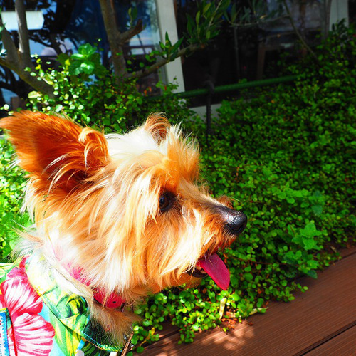 犬服 ダックスちゃんのかわいいアロハ柄のシャツ ペット服