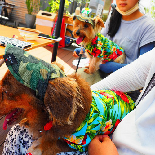 犬服 タンクトップ ハンドメイド アロハ柄 アロハ柄背開きシャツ XS/S/M/L/XL/XXL/DS/DM D's Chat-ディーズ 犬服・アクセサリー