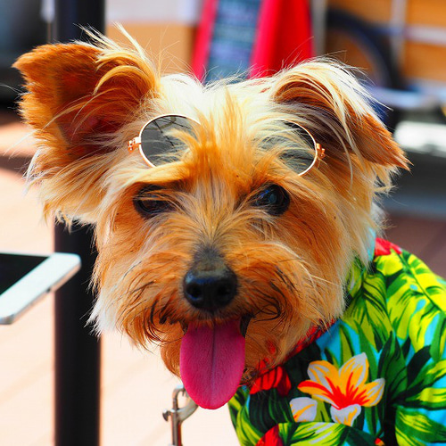 犬服 ダックスちゃんのかわいいアロハ柄のシャツ ペット服
