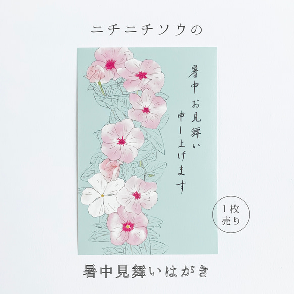 【暑中見舞い】楽しい夏の思い出を咲かせる　ニチニチソウの暑中見舞いはがき　文字あり　ポストカード 1枚目の画像