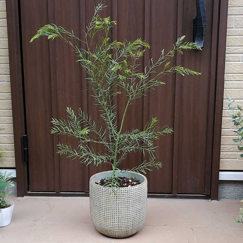 アカシア ブリスベンワトル 鉢植え ミモザ苗 オージープランツ 盆栽