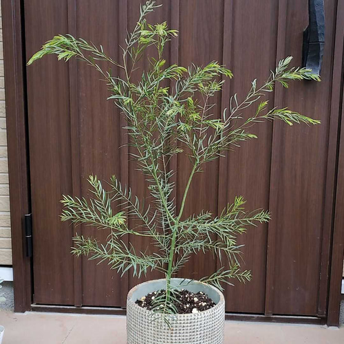 楽天市場】アカシアの木 【ブリスベーンアカシア】 6号鉢植え