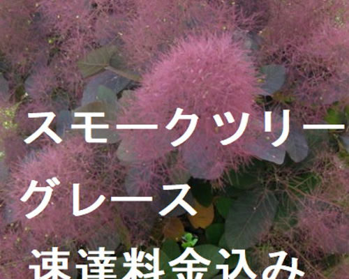 現在葉が少なくなっており【値下げ中です】スモークツリー スモークツリーの葉が出ない原因とは？枝だけの状態から復活させる対処