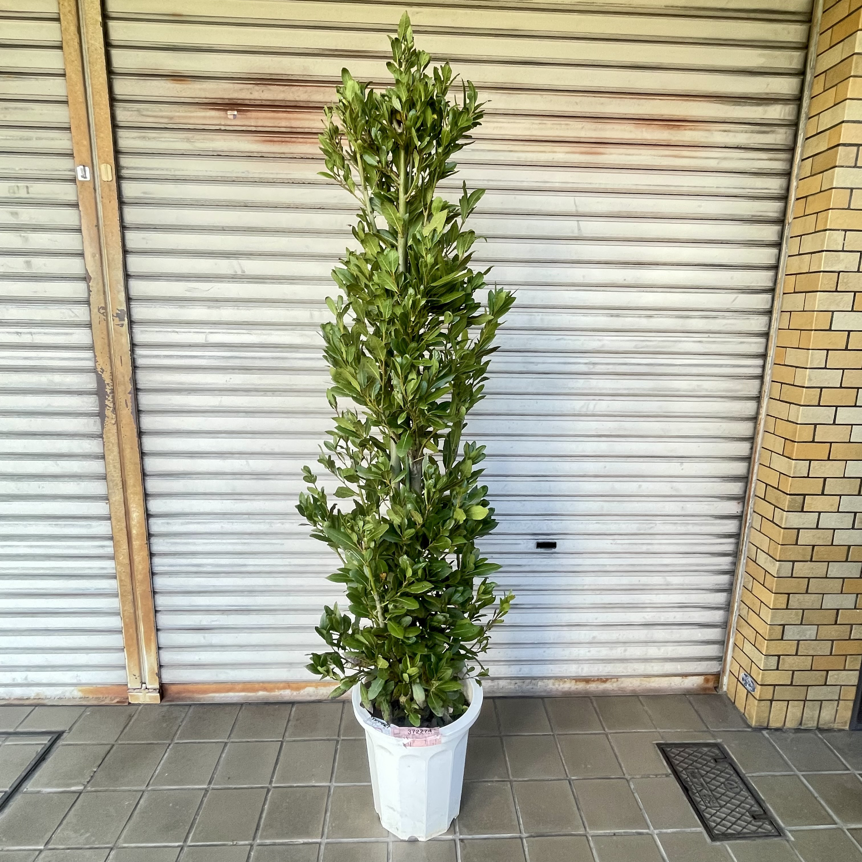 背高い  幹極太！ 株立ち！ 月桂樹 ローリエ 10号