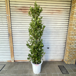 光触媒　人工観葉植物　フェイクグリーン　アーバンゴールデンリーフ1.8m 光触媒 光の楽園 アーバンゴールデンリーフ1.8m【インテリア