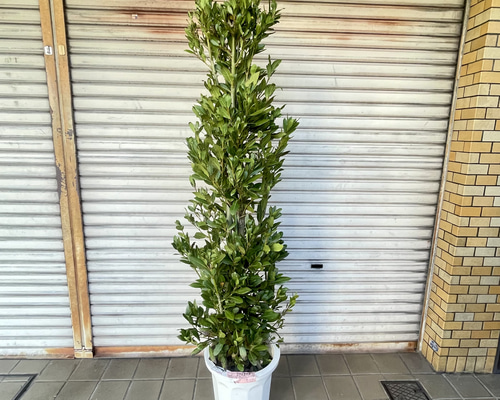 3f772b4009b33b3c73af12c82dd48a