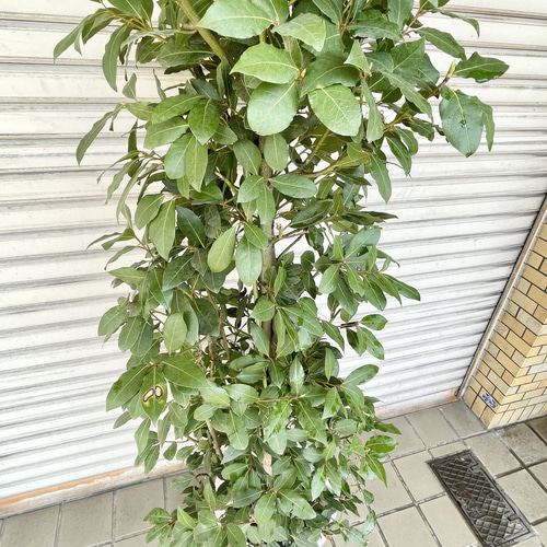 背高い 幹極太！ 株立ち！ 月桂樹 ローリエ 10号 その他