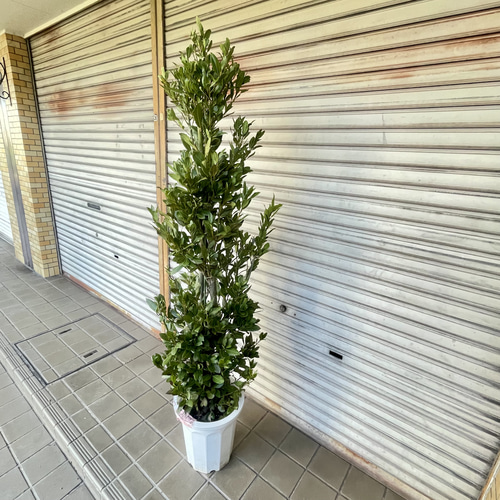 背高い 幹極太！ 株立ち！ 月桂樹 ローリエ 10号 その他