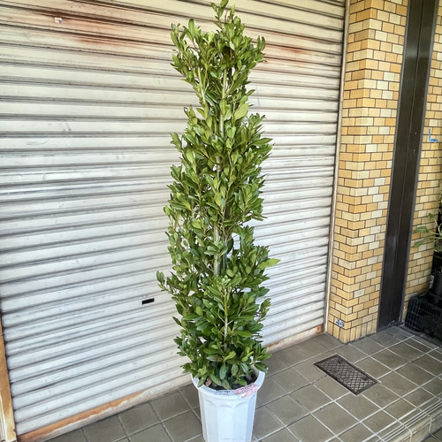 背高い 幹極太！ 株立ち！ 月桂樹 ローリエ 10号 その他インテリア雑貨