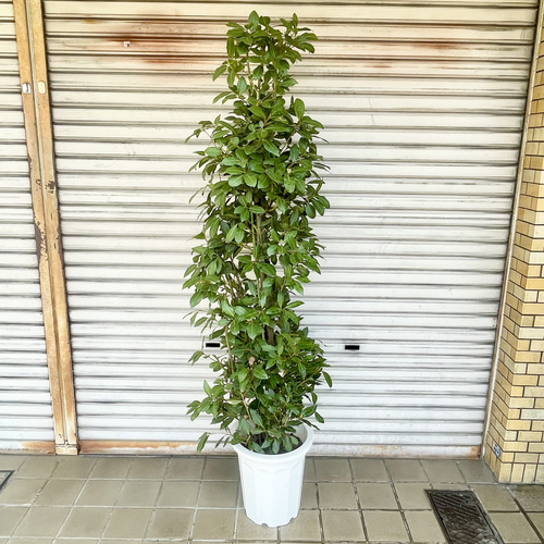 光触媒 人工観葉植物 ウォールグリーン フェイクグリーン ツイン