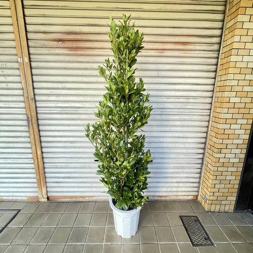 月桂樹　ローリエ 背高い 幹極太！ 株立ち！ 月桂樹 ローリエ 10号 その他インテリア雑貨