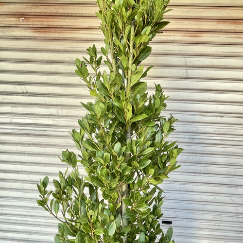 背高い 幹極太！ 株立ち！ 月桂樹 ローリエ 10号 その他