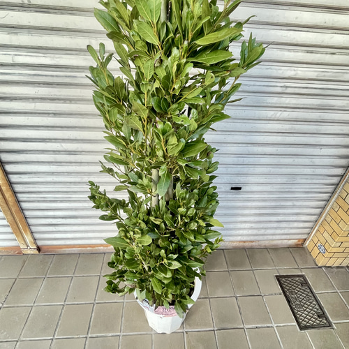 背高い 幹極太！ 株立ち！ 月桂樹 ローリエ 10号 その他