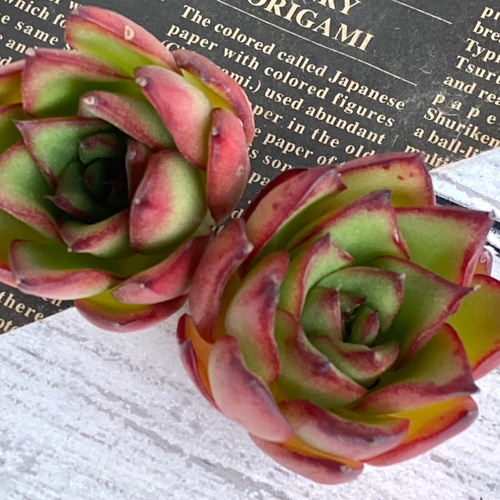 多肉植物  ❤️エボニー ジゼル ❤️吉赛尔❤️ 1大頭12cm!拔き苗！ 多肉植物 ❤️エボニー ジゼル ❤️吉赛尔❤️ 1大頭12cm!拔き苗！