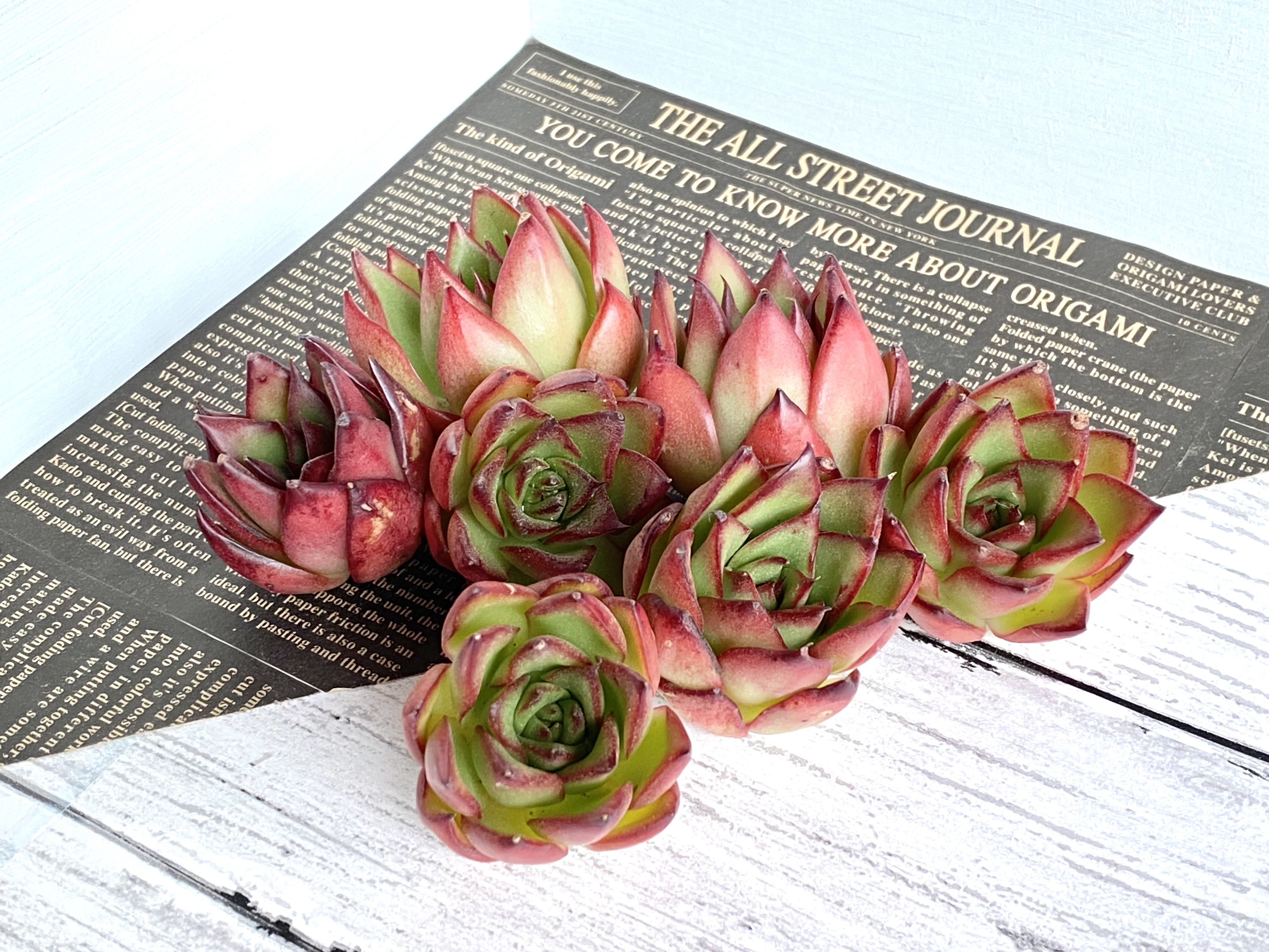 売約済♡多肉植物 韓国苗 giselle ジゼル