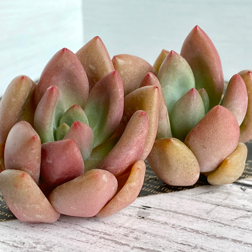 韓国苗♪ノーブル♪カット苗♪ 韓国苗♪ノーブル♪カット苗♪ 韓国苗♪ノーブル♪カット苗♪