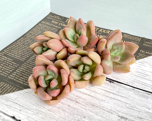 4ebd803288ca2095afe57ca65c4032