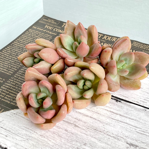 まとめ売り カット苗 90個 乾燥済み まとめ売り カット苗 90個 乾燥済み