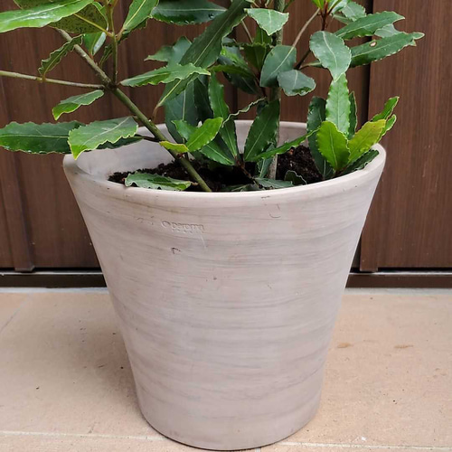 月桂樹 ローリエ 大きめ♪お洒落鉢植え 苗 シンボルツリー その他