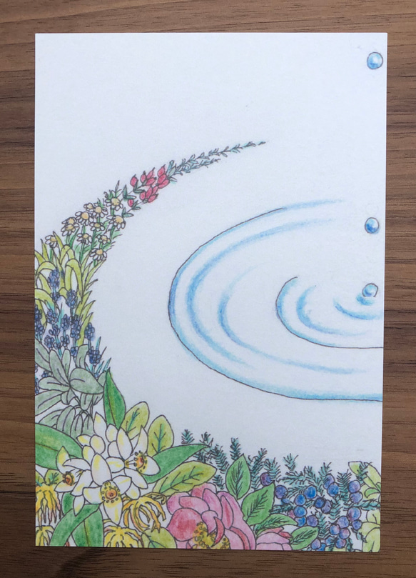 ポストカード/色とりどりの花たち/５枚セット 4枚目の画像