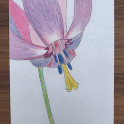 ポストカード/色とりどりの花たち/５枚セット 3枚目の画像