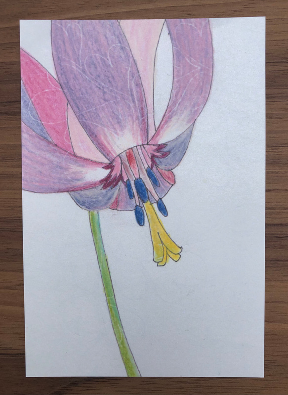 ポストカード/色とりどりの花たち/５枚セット 3枚目の画像