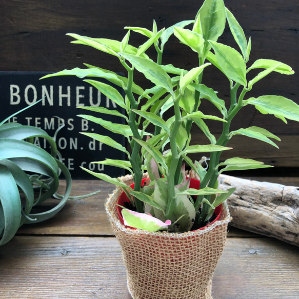 大銀竜♡ペディランサス♡多肉植物♡観葉植物 3枚目の画像