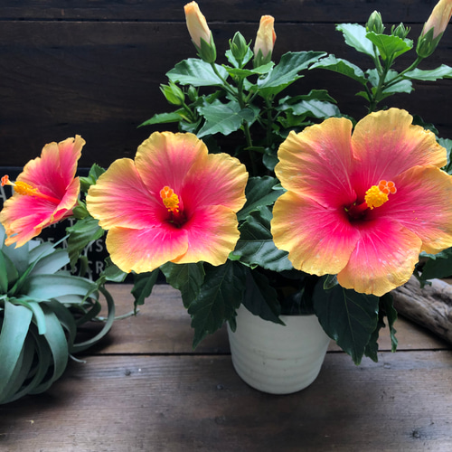 ハイビスカス花ピン♡3つセット