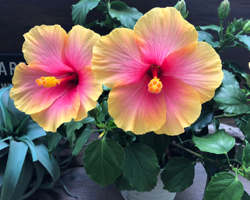 fabc67f7ce6f832c27860c59afb2c3