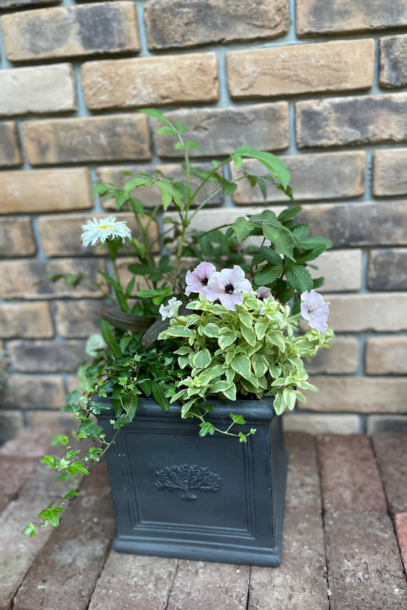 寄せ植え＊インカのペチュニア「ミルクティー バリエガータ」をgarden 