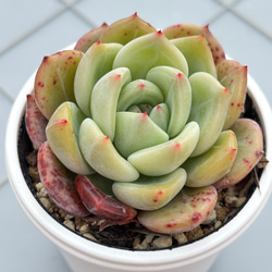 雪つぼみ ミックスベリア おらいさん苗 多肉植物 多肉植物