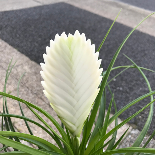 超希少❗️超絶特大❗️チランジア　ストラミネア　群生✨ Secret Bazaar | _ 『 Anthurium carlablackiae (Scott) X 'Dark