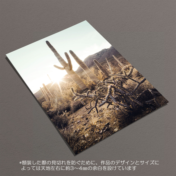 ☆インテリアフォトポスター -Cactus-【409】 6枚目の画像