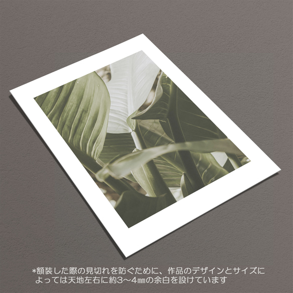 ☆インテリアフォトポスター -Hosta-【429】 6枚目の画像