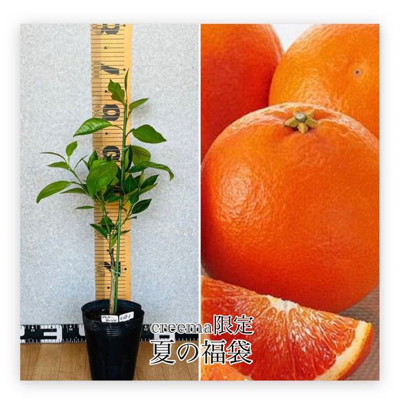 夏の福袋／撮影商品現品限り】ブラッドオレンジ ブラッドオレンジ接木