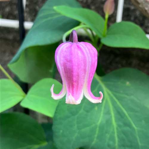 Mシリーズピンク　大株の壺型クレマチス開花苗 Mシリーズピンク 大株の壺型クレマチス開花苗 Mシリーズピンク 大株の