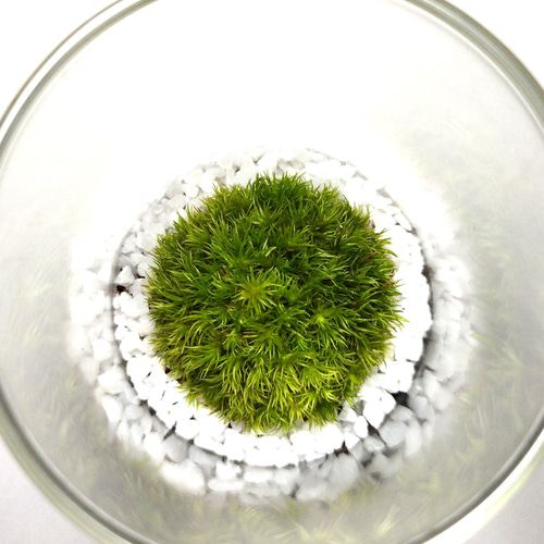 苔テラリウム ホソバオキナゴケ その他インテリア雑貨 earth