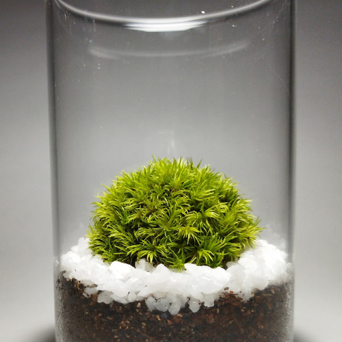 苔テラリウム ホソバオキナゴケ その他インテリア雑貨 earth