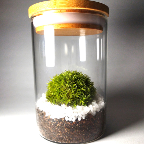 苔テラリウム ホソバオキナゴケ その他インテリア雑貨 earth green